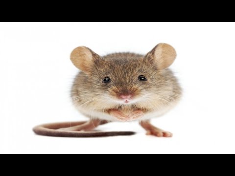 Mouse Distress Call - Sound Effect ▌Improved With Audacity ▌