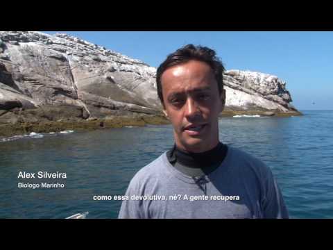 Tartarugas voltam ao habitat natural