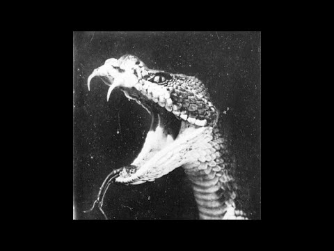 [FREE] Grunge x Rock x Nirvana Type Beat - ‘TERRARIUM’