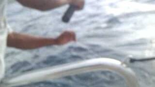 preview picture of video 'Catching Dorado/Mahi-Mahi In The Pacific Ocean'