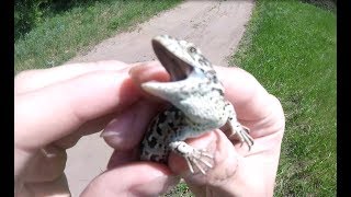 Как поймать прыткую ящерицу в подмосковье