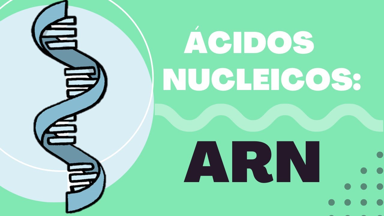 Introducción a los Ácidos Nucleicos: ¿Qué es el ARN? (Estructura, ARNm, ARNt, ARNr y Función) 🔬