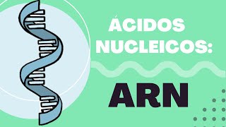 Introducción a los Ácidos Nucleicos: ¿Qué es el ARN? (Estructura, ARNm, ARNt, ARNr y Función) 🔬