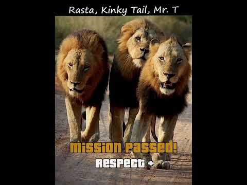 MrT and Kinkytail and Rasta bad boys of the Mapogos brothers #mapogos#brotherinblood #creators