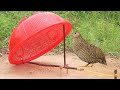 Easy Making Quail Trap Using Basket And Woods Simple Unique Bird Traps