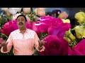 Poojaikku Vantha Malare Vaa Evergreen Tamil Song From Paadha Kaanikkai Alka Ajith Ananthu