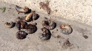preview picture of video 'Texas Size Grub Problem in Donna Texas Hercules Beetle Larvae'