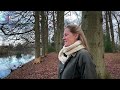Beschermde bever beschadigt eeuwenoude bomen Kasteel Amerongen [RTV Utrecht]