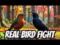 Angry Birds 🦅 IRL Robin vs Grackle #Birds #Funny #Fight #Animals #VisualASMR #Nature #Birdwatching