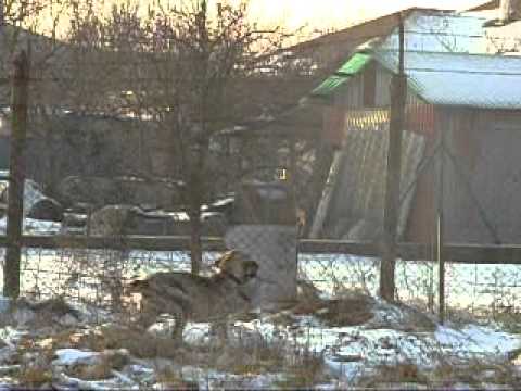 Rainha Do Itanhandu encounter with the alien dog