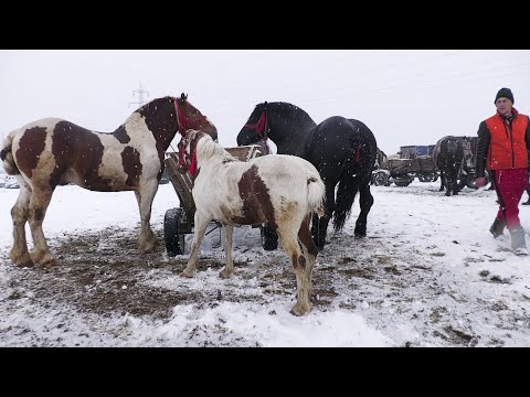 Caii lui dl. Lică de la Sighetu Marmației 2021 Maramureș