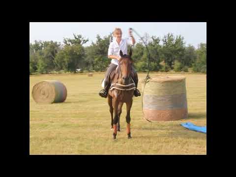 L’écurie Impérial vous présente les chevaux suivants...