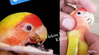 HEKİM VETERİNER KLİNİĞİ