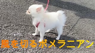 【ポメラニアン】しろやまくるみ、おさんぽに挑戦する