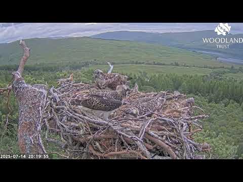 A fish supper arrives for the Loch Arkaig Osprey family and both chicks get a good share 14 Jul 2025