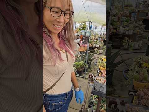 多肉植物の屋外装飾組成物