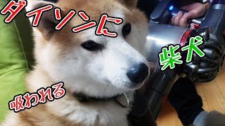 ダイソンに吸われる柴犬