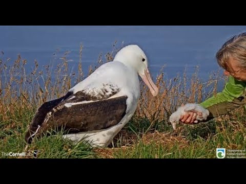 Royal Cam Albatross ~ Ranger Sharyn Morning Check & Weigh In For Albatross Chick 💝 2.1.2020