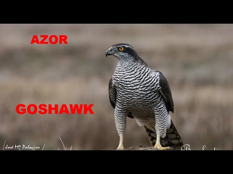 AZOR | GOSHAWK | Accipiter gentilis