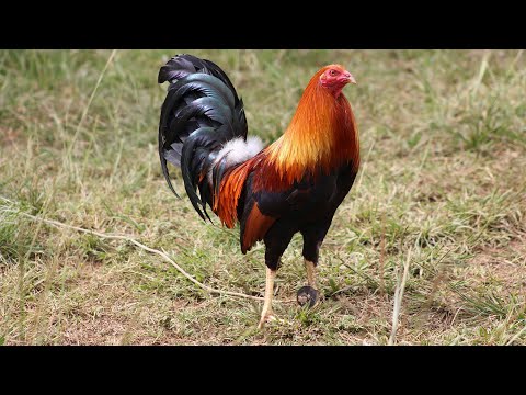 Hatch, Leiper, BrownRed, WarHorse, Mclean, Sweater, Kelso, Albany, Roundhead, Miner blue, Claret