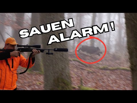 Wild boar alert! | Best of driven hunt scenes 2025