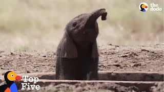 Baby Elephant Gets Stuck In Hole + People Doing Amazing Things for Animals | The Dodo by The Dodo