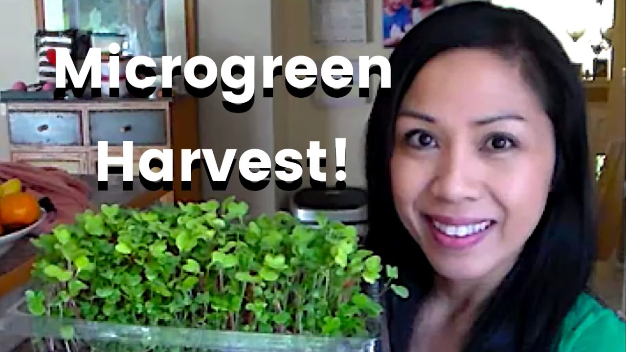 How to Harvest Microgreens