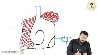 Anatomy of the Right Atrium