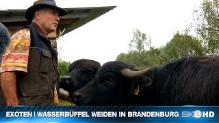 preview picture of video 'SKB HD | EXOTEN - WASSERBÜFFEL WEIDEN IN BRANDENBURG'