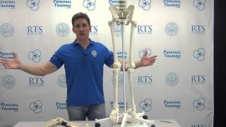 Biomechanics of the Squat Part 5