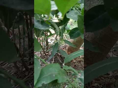 garden #lemon gach#shortvideo #villagelife lime#subscribe #sharmin 🌿🙏🇧🇩