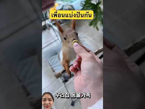 แบ่งกันกิน #dog #pets #animals #funny #remix #cute #youtubeshorts #shorts #viralvideo #สุนัข #น่ารัก