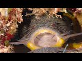 SESAME STREET Fish Splendid Toad Fish 4K UHD Sony A7S III By Khurram Pervaiz