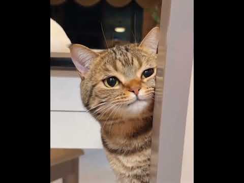 Inquisitive Cat - "What Is Going On Here Then" - LOL - 555 #cat #cats #inquisitive #lol #555 #shorts