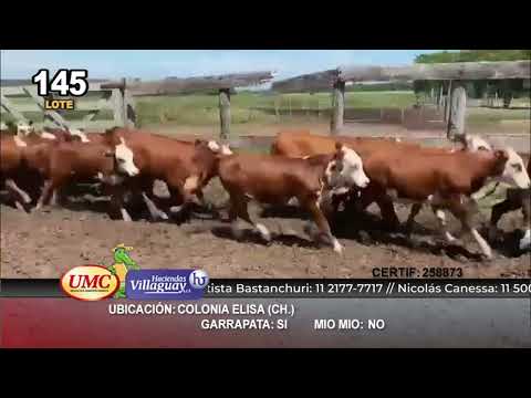 Lote 130 Terneras en Col. Elisa, Chaco