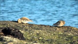 preview picture of video 'Snow Buntings, Gedser beach'