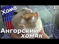Наш Ангорский хомячок Хомяк Хома