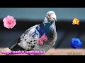 Good Morning Video