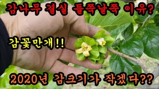 감농사 감나무가 해거리를하는이유와 2020년 감나무 결실작황