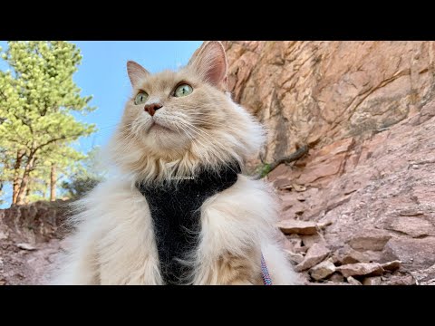 Taking My 16 Year Old Cat Hiking and To the Playground