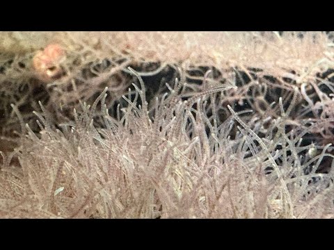 I Produced THOUSANDS of Blackworms!