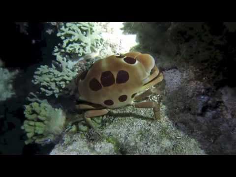 Die schöne Unterwasserlandschaft, Coco White Beach,Philippinen