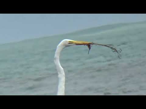 Great White Egret With Lizard It Caught In Garbage Filled Beach Area