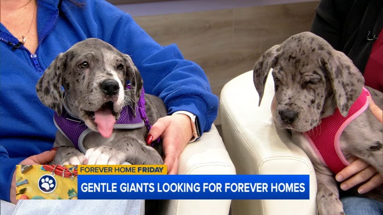 ABC7's Forever Home Friday: Gentle giant dogs up for adoption