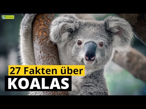 27 Steckbrief-Fakten über Koalas - Doku-Wissen über Tiere - für Kinder