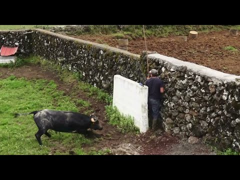 Os Novos 20 Touros Puros JAF - The New 20 JAF Pure Bulls