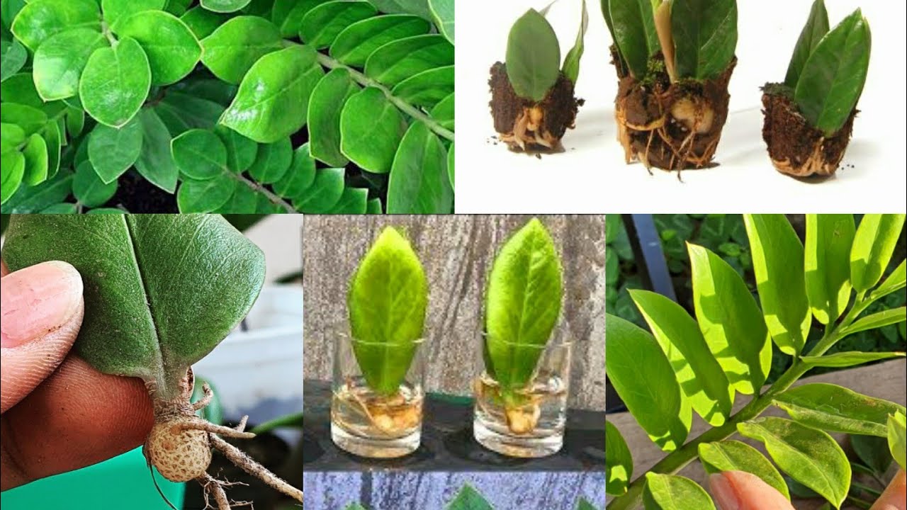 SAIBA COMO CULTIVAR ZAMIOCULCA E COMO FAZER MUDAS DE 5 MANEIRAS DIFERENTES