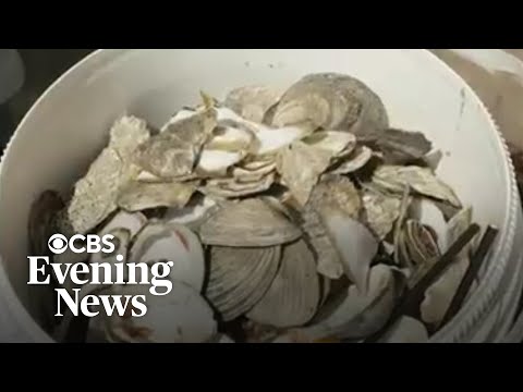 Why used oyster shells get recycled back into water