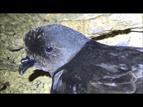 Hydrobates pelagicus