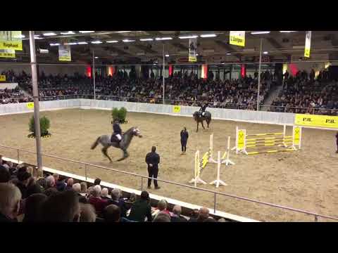 Cornet's Edition (Cornet Obolensky x Clapton) Privathengstschau Verden 2020